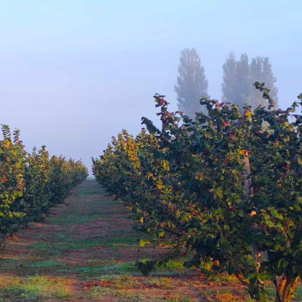 noccioleto-bevagna-azienda-agricola-giametta